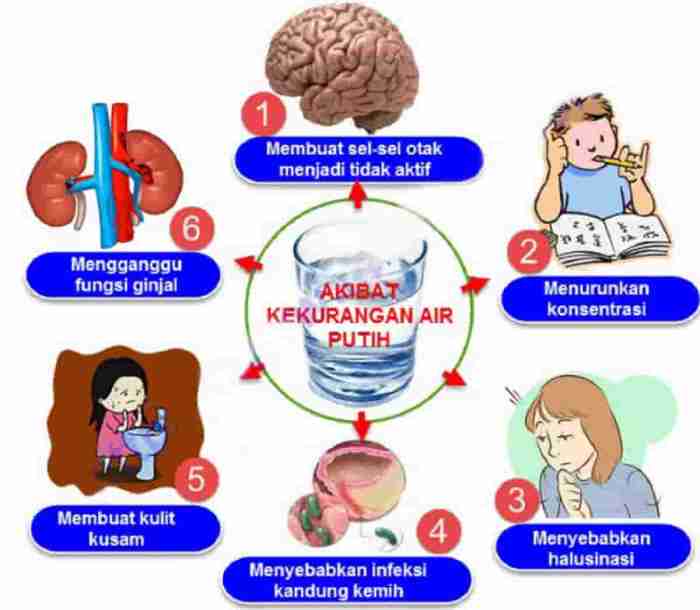 Pengaruh kurang minum air putih terhadap fungsi otak dan memori