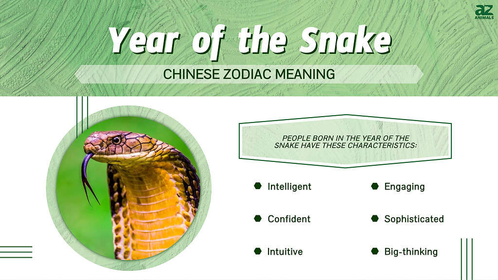 Snake zodiac horoscope luck predictions chinahighlights Analisa peruntungan shio di tahun ular kayu berdasarkan elemen