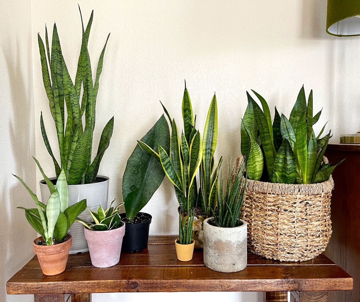 Pemilihan posisi rumah terbaik feng shui tahun ular kayu