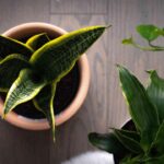 Pemilihan posisi rumah terbaik feng shui tahun ular kayu
