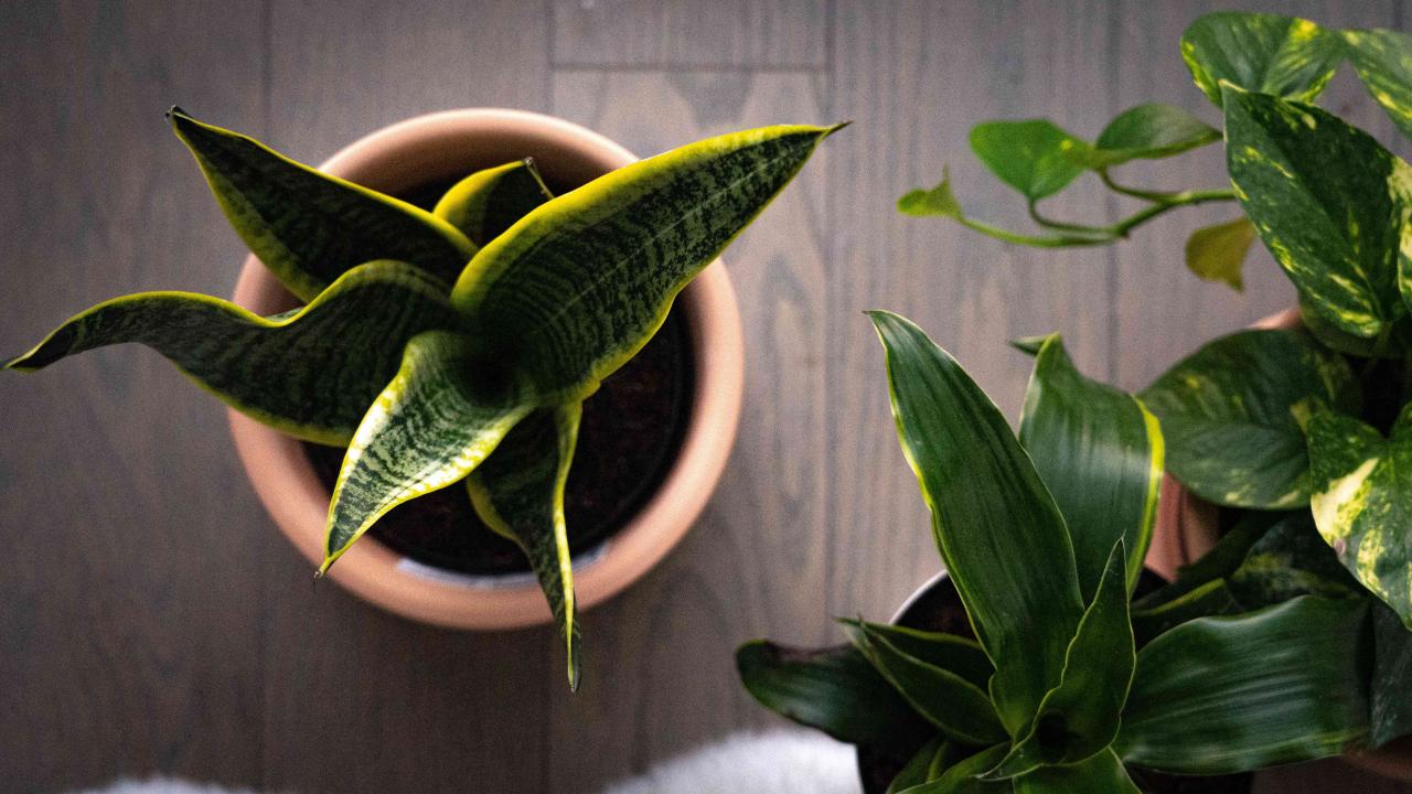 Pemilihan posisi rumah terbaik feng shui tahun ular kayu